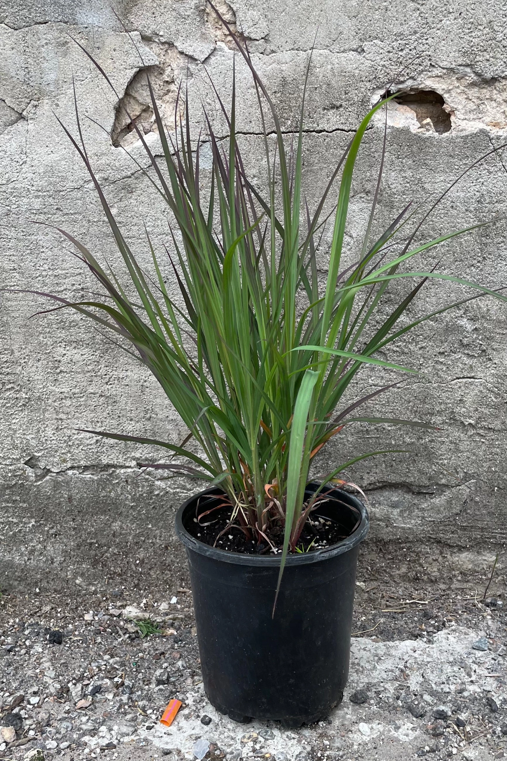 Andropogon 'Red October' #1