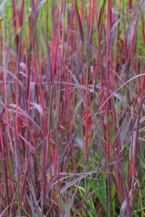 Andropogon 'Red October' #1 decorative flowerpot  
