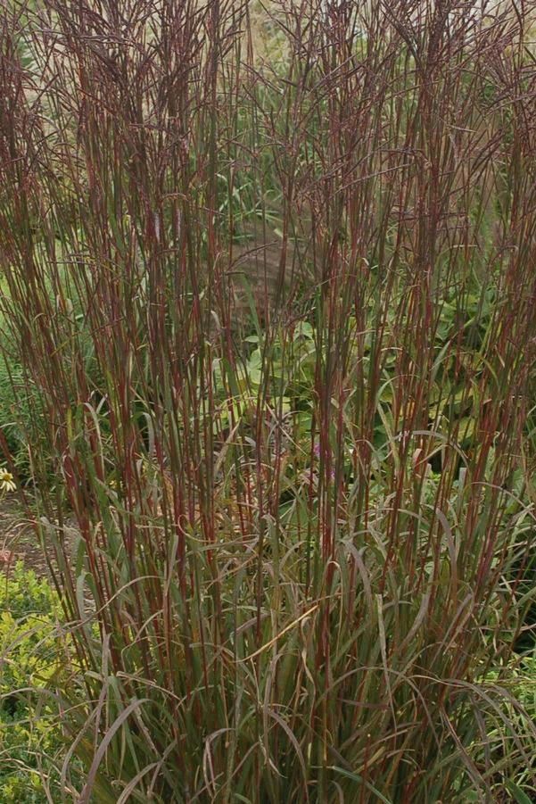 Andropogon 'Red October' #1