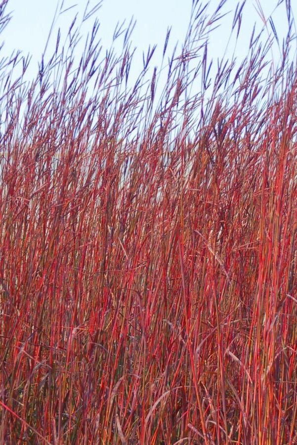Andropogon 'Red October' #1