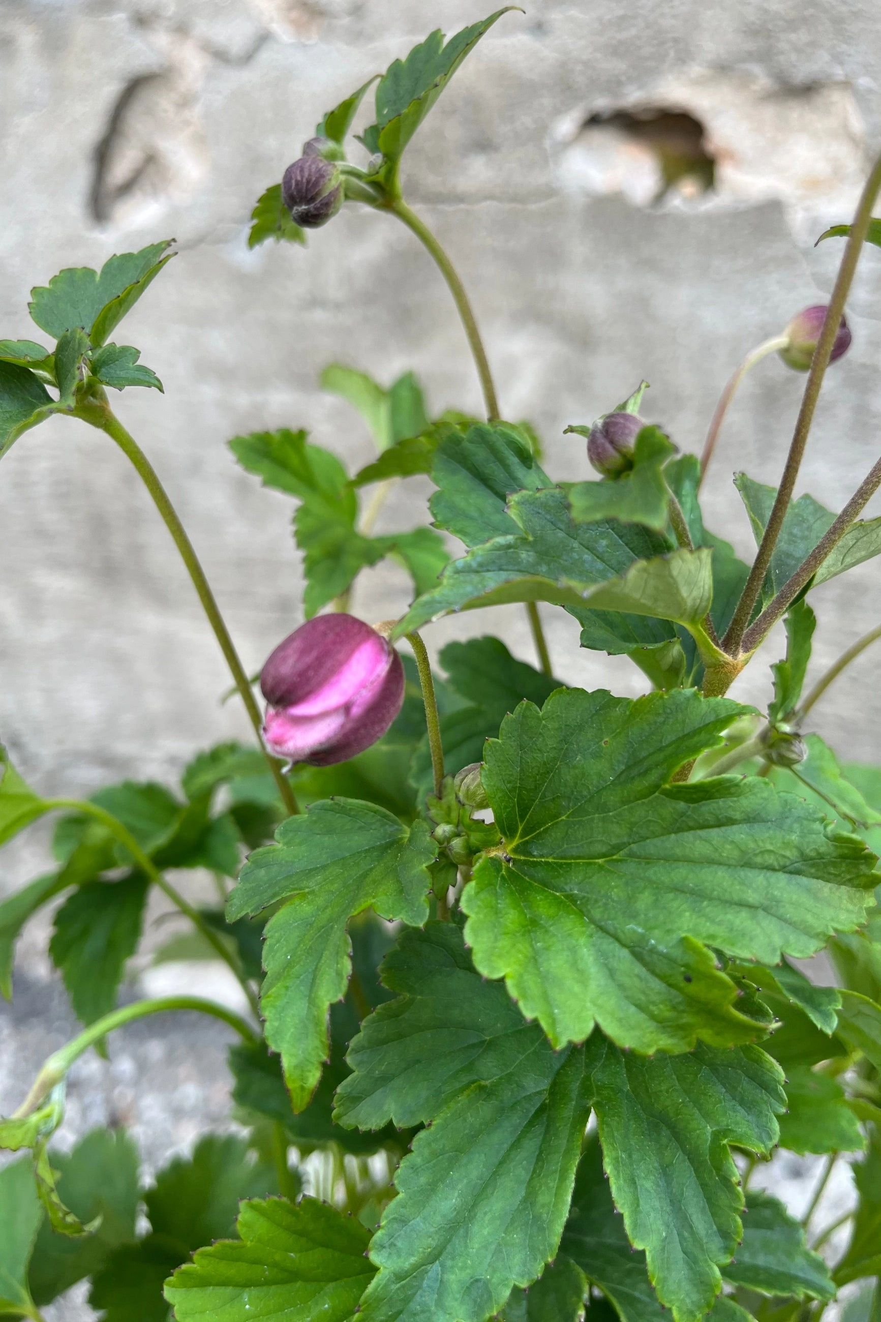 Anemone h. 'September Charm' #1