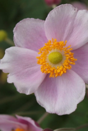 Anemone h. 'September Charm' #1 decorative flowerpot  