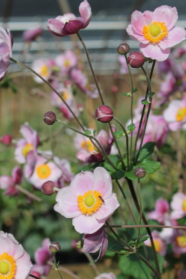 Anemone h. 'September Charm' #1