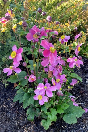 Anemone Satin Doll Rose small flower pot  