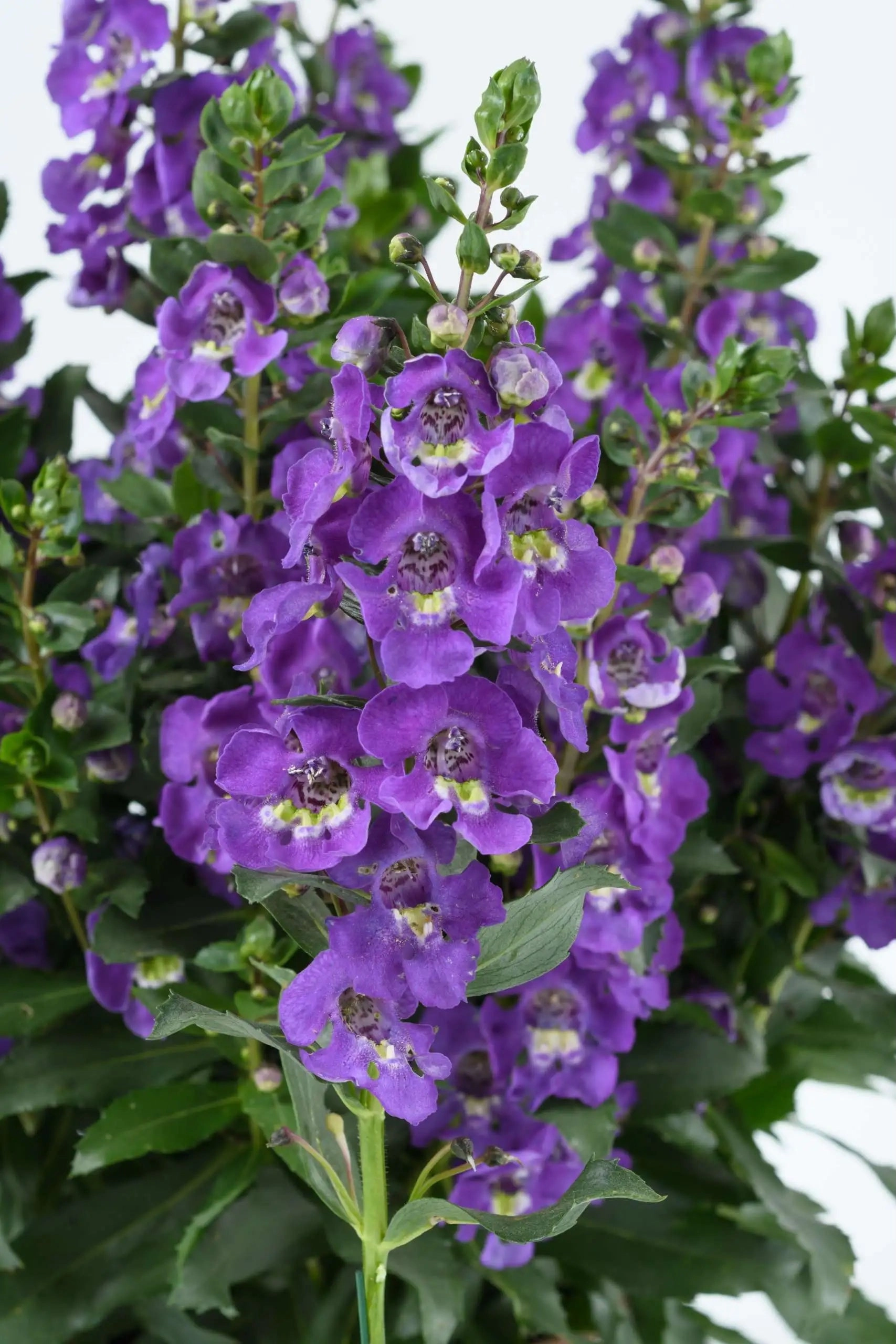 Angelonia (assorted) 4.5"