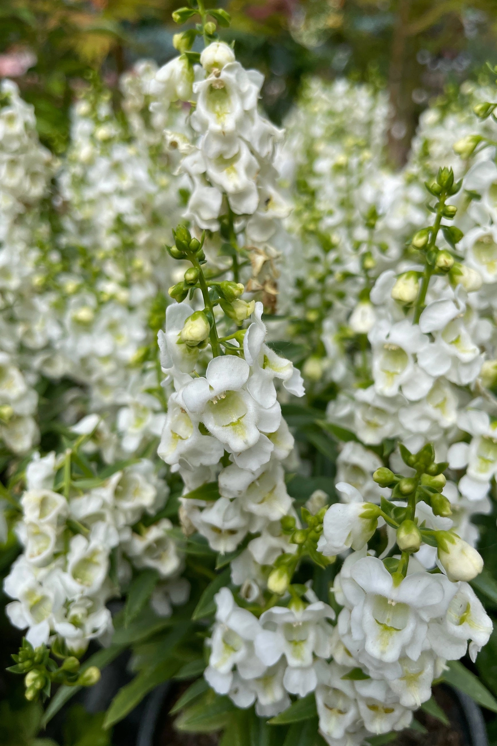 Angelonia (assorted) 4.5"