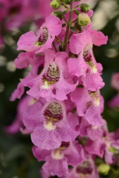 Angelonia (assorted) 4.5"