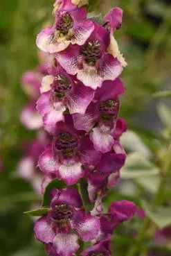 Angelonia (assorted) 4.5"