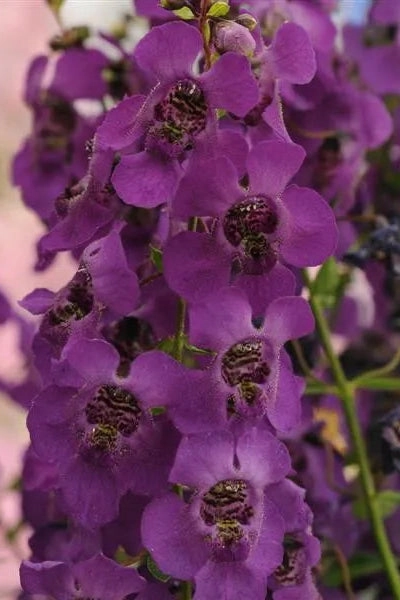 Angelonia (assorted) 4.5"