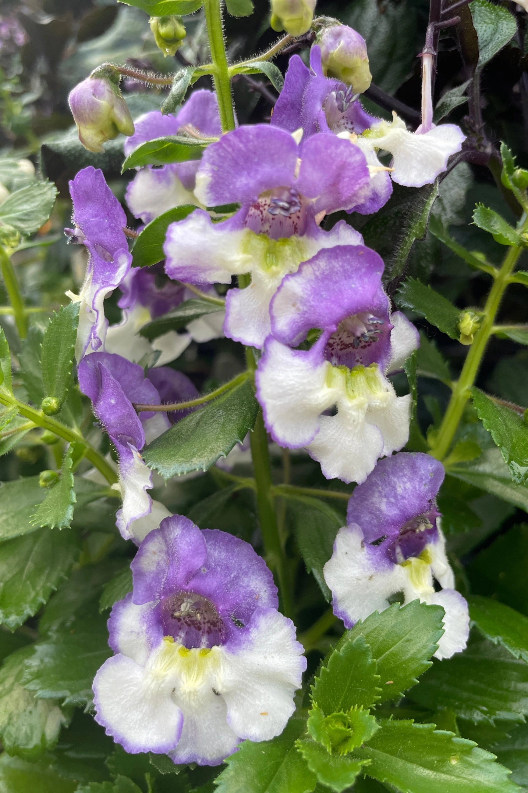 Angelonia (assorted) #1
