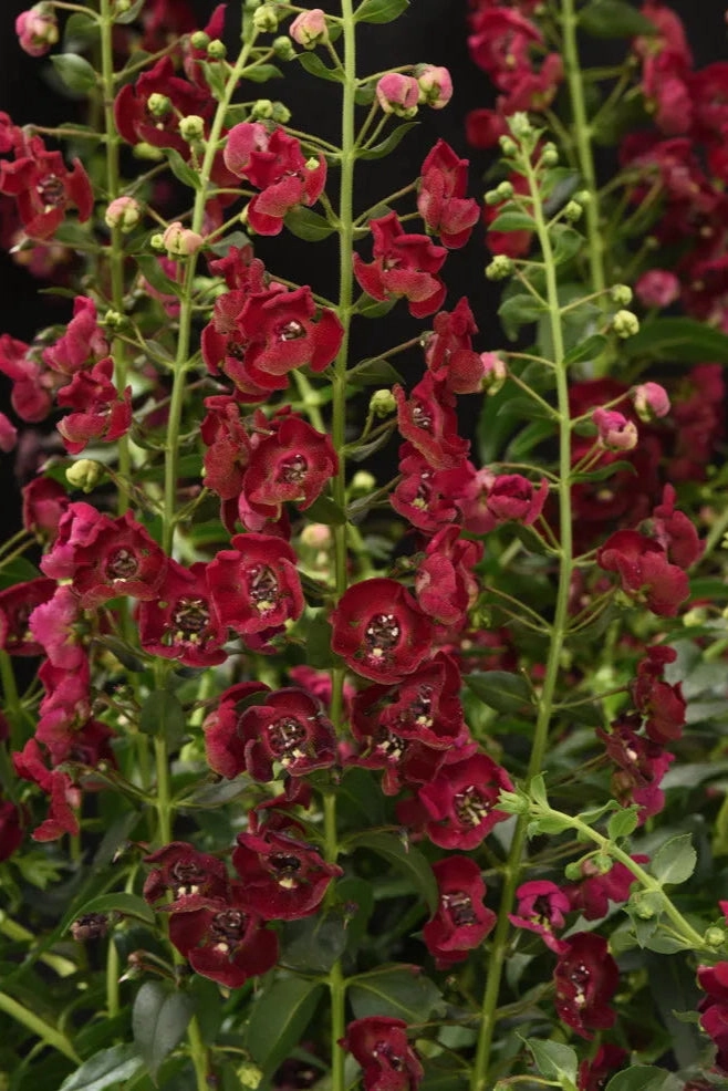 Angelonia (assorted) #1