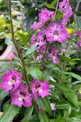 Angelonia (assorted) #1 decorative flowerpot  
