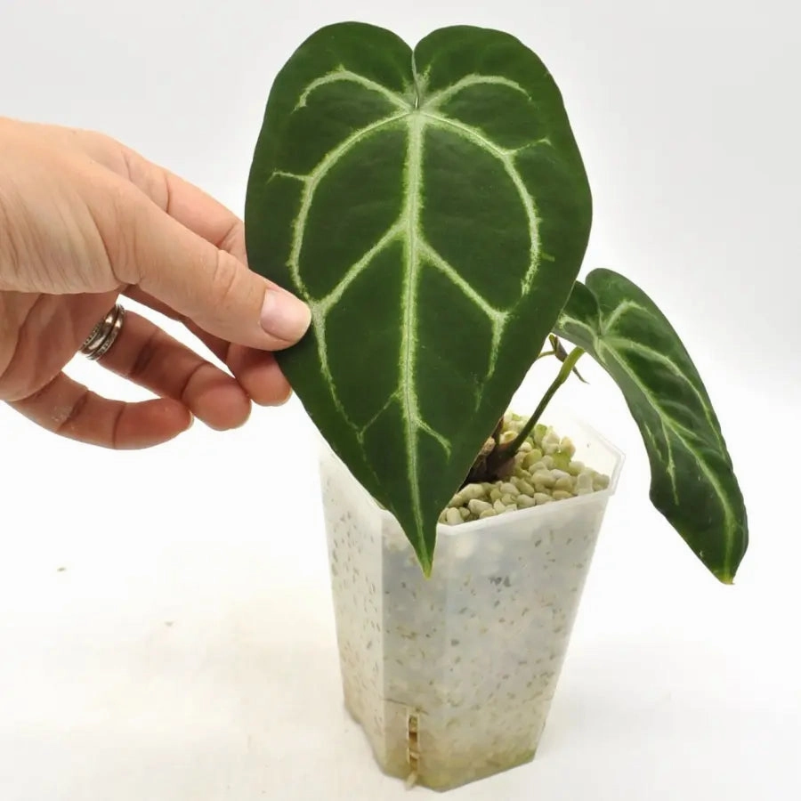 Anthurium  'Black Sensation' x (probably with Magnificum)