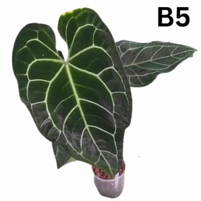 Anthurium  'Black Sensation' x (probably with Magnificum) large flower pot  