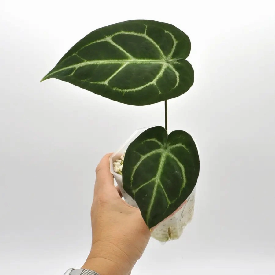 Anthurium  'Black Sensation' x (probably with Magnificum)