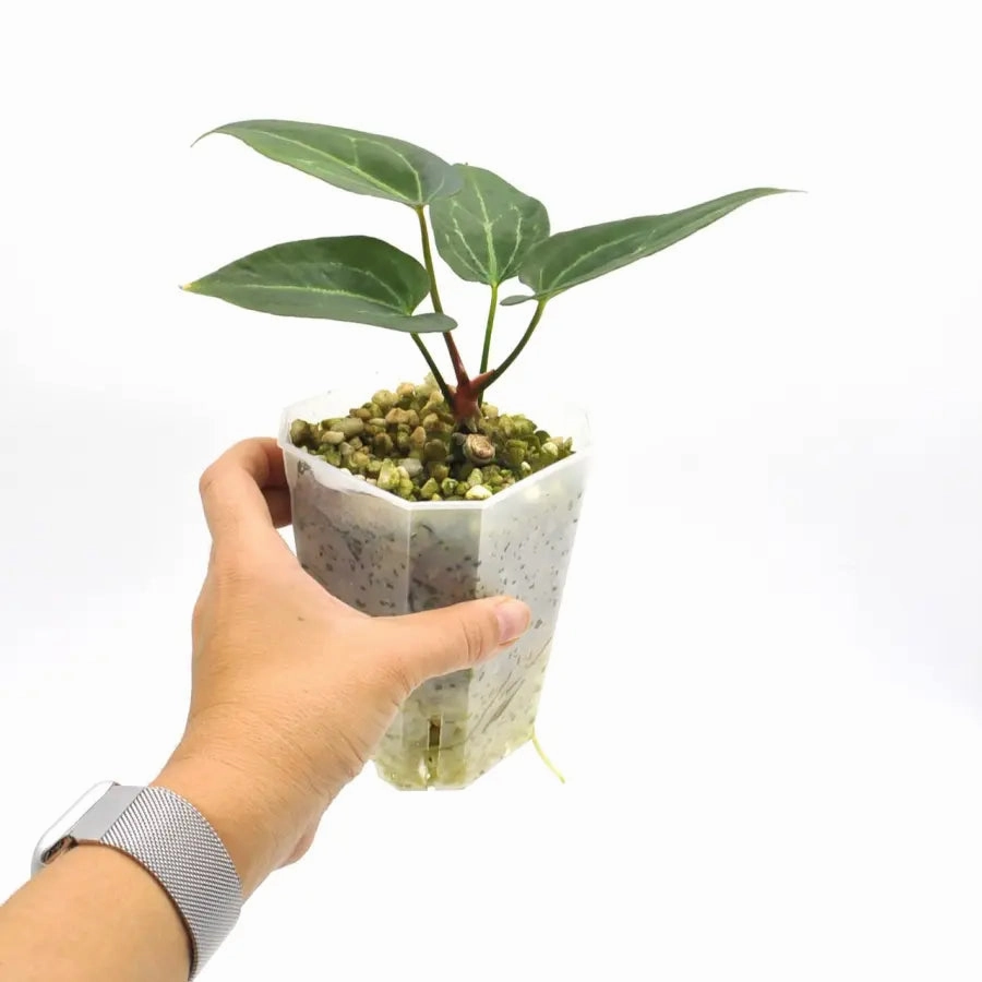 Anthurium 'Dark Night' x Regal