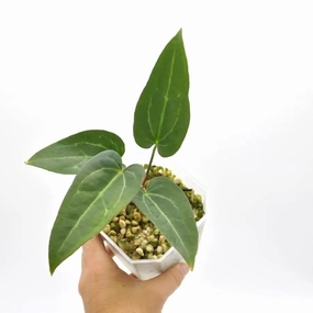 Anthurium 'Dark Night' x Regal large flower pot  