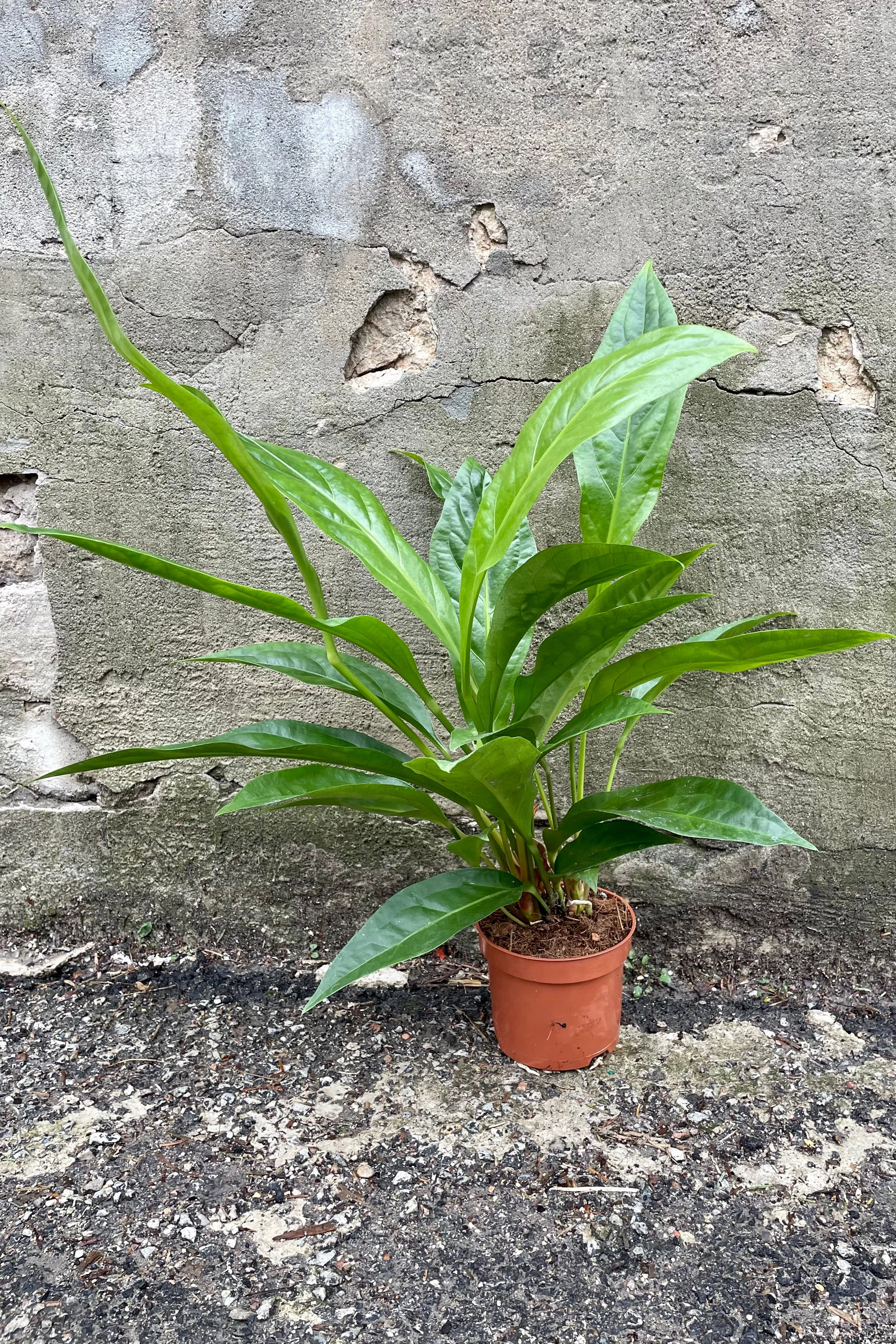 Anthurium 'Jungle Bush' 6"