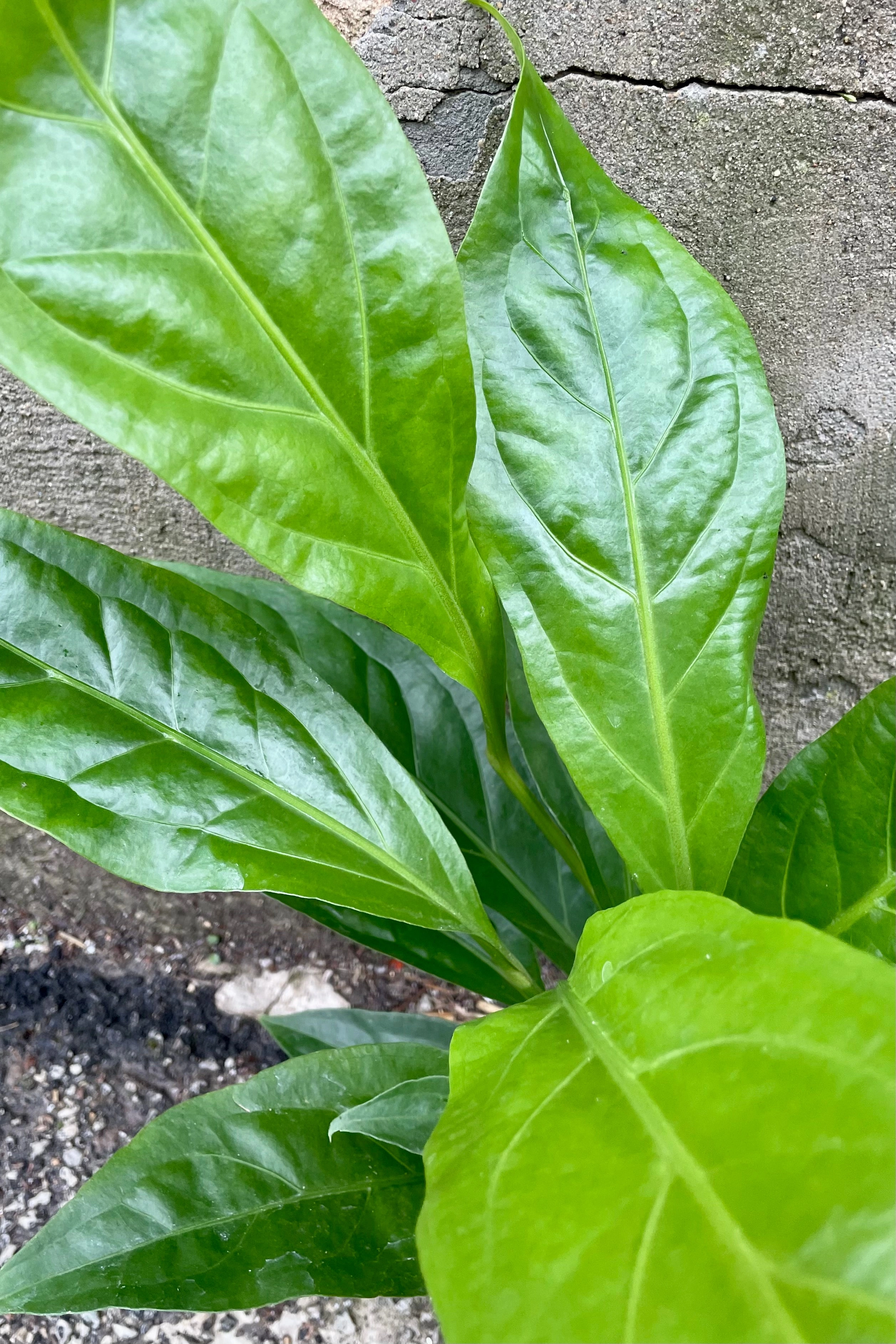 Anthurium 'Jungle Bush' 6" medium flower pot  