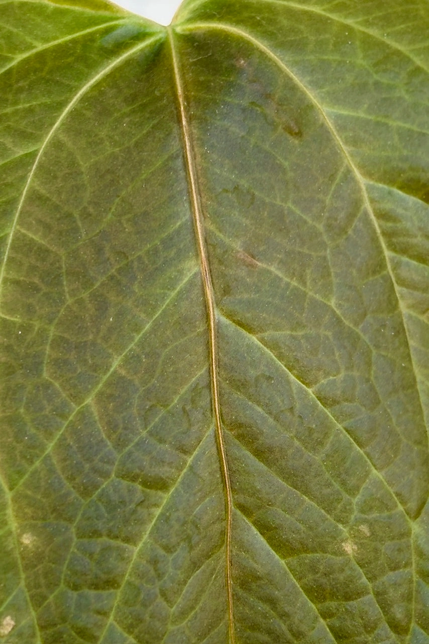 Anthurium 'Queen of Hearts' 4"