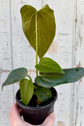 Anthurium 'Queen of Hearts' 4" medium flower pot  