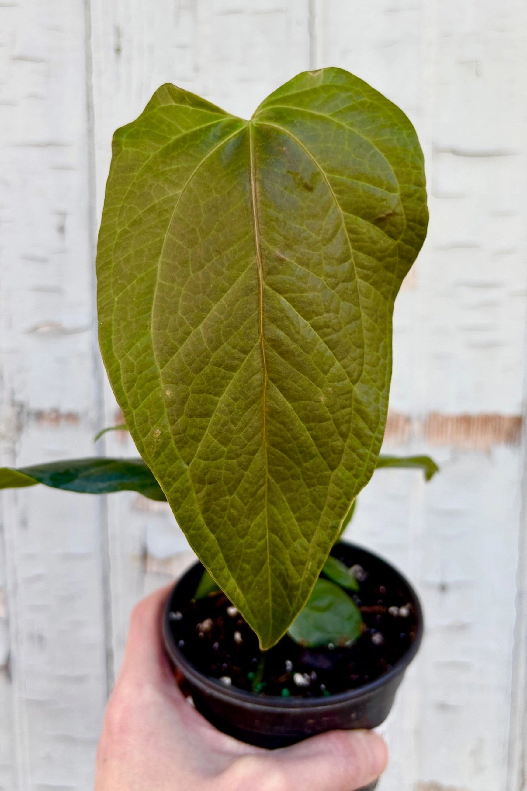 Anthurium 'Queen of Hearts' 4"