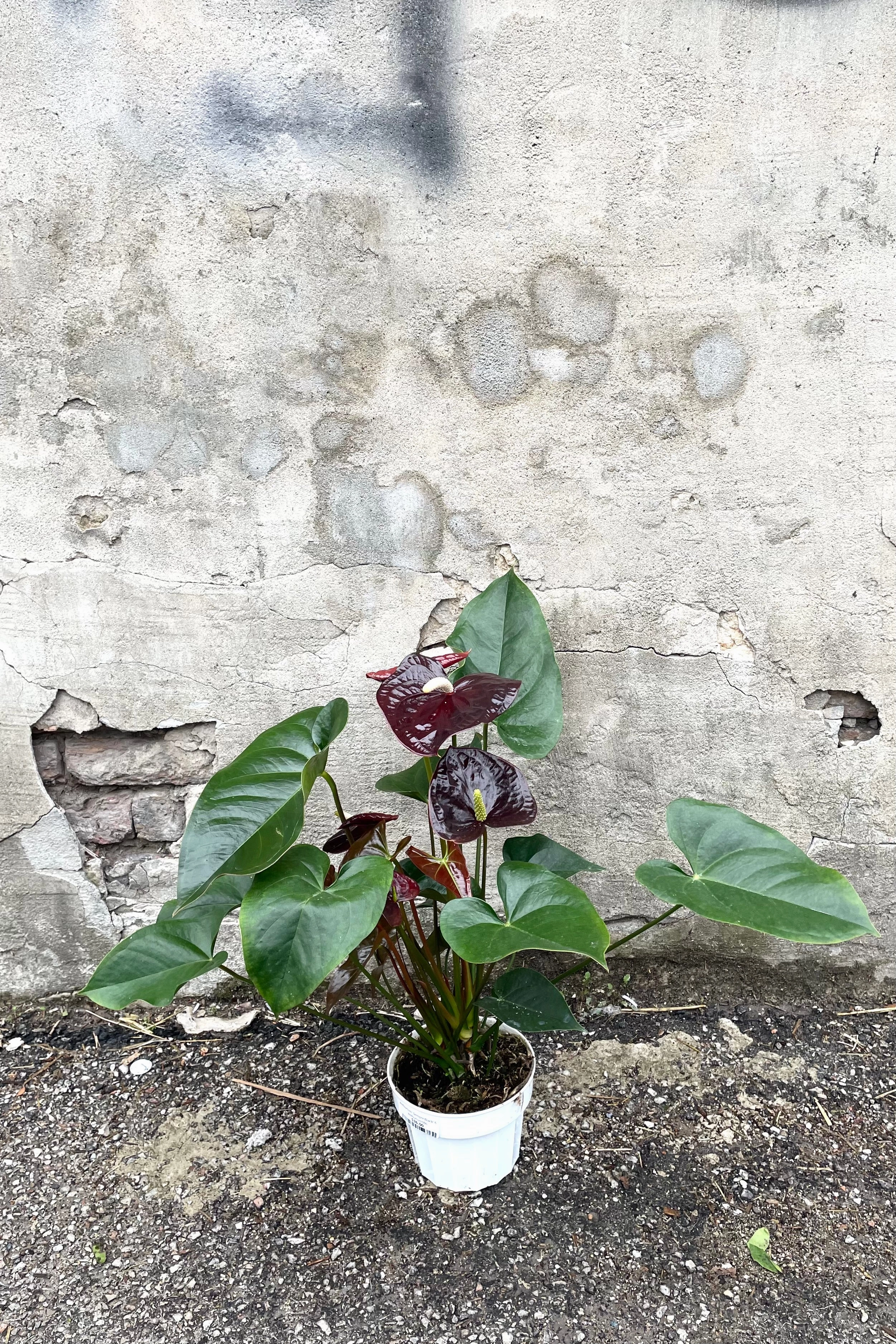 Anthurium 'Sempre Black' 6"