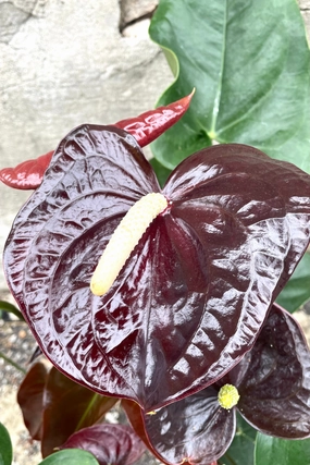 Anthurium 'Sempre Black' 6" medium flower pot  