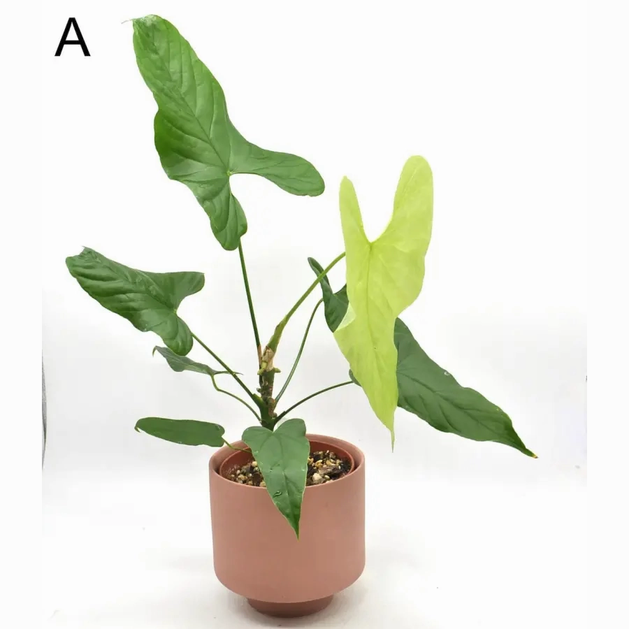Anthurium balaoanum