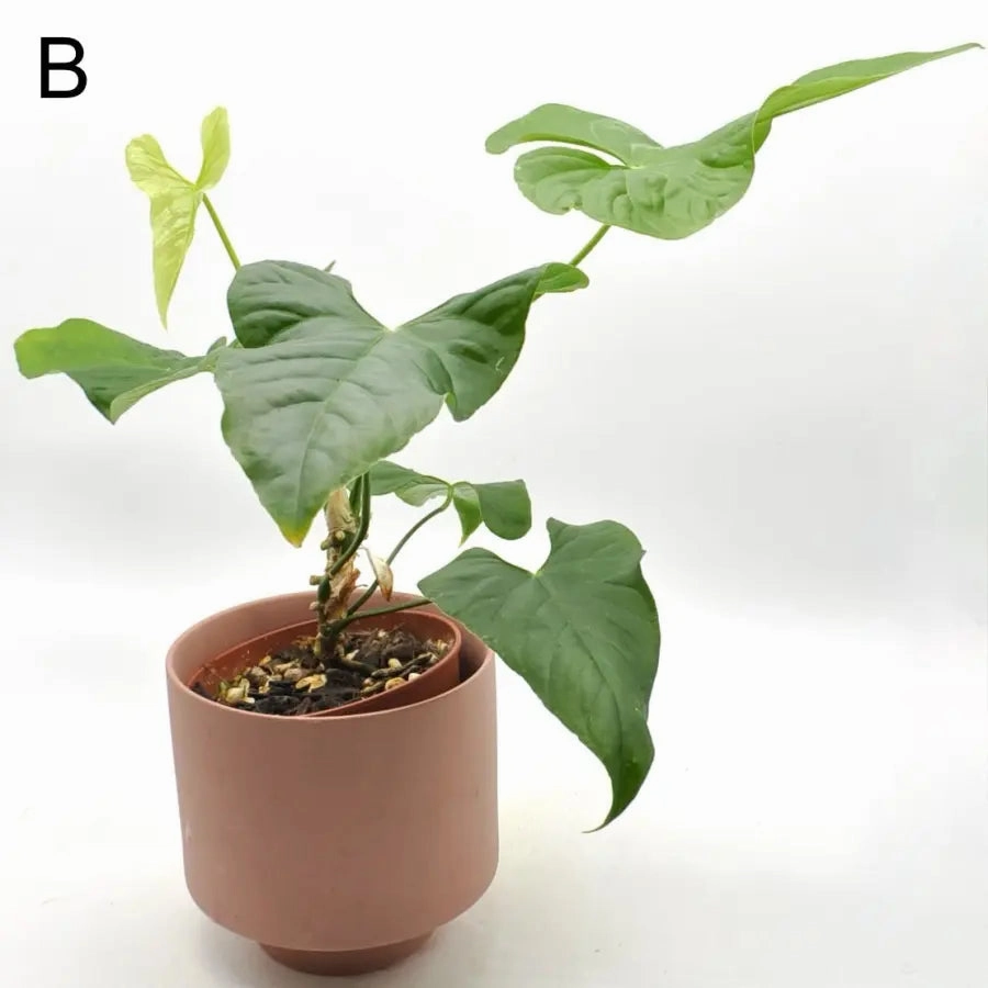 Anthurium balaoanum