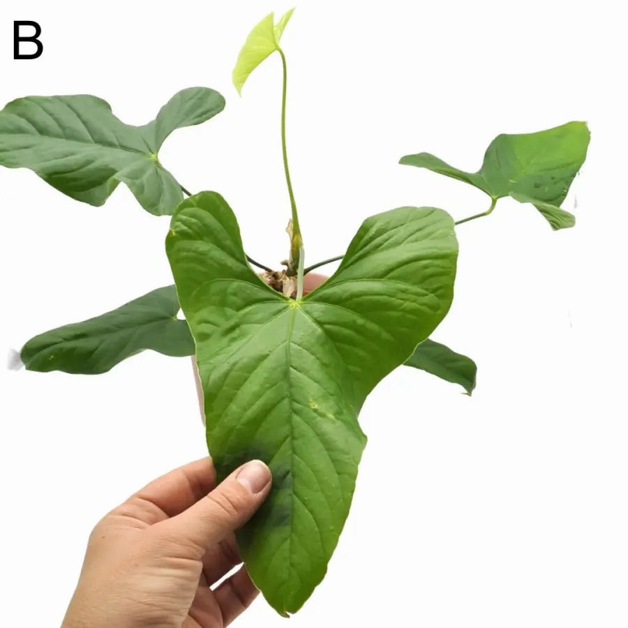 Anthurium balaoanum
