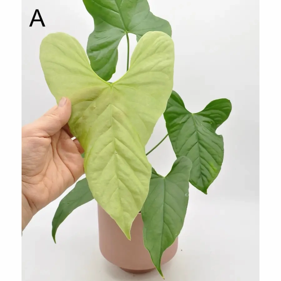 Anthurium balaoanum