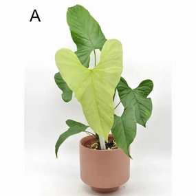Anthurium balaoanum large flower pot  