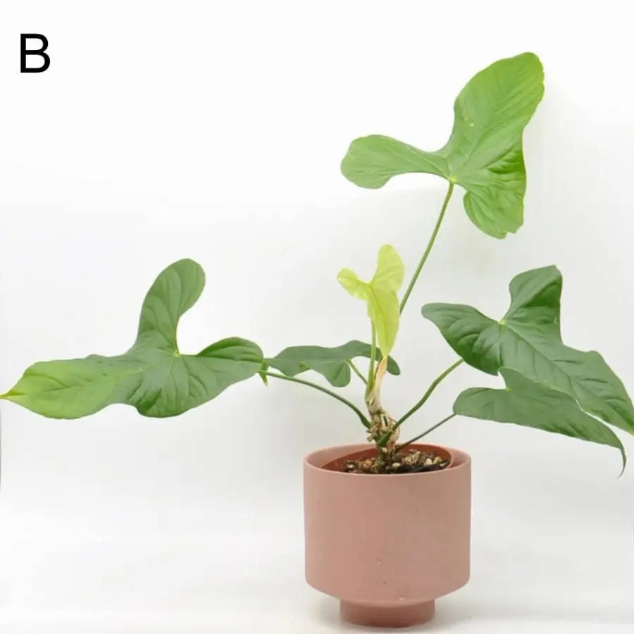 Anthurium balaoanum