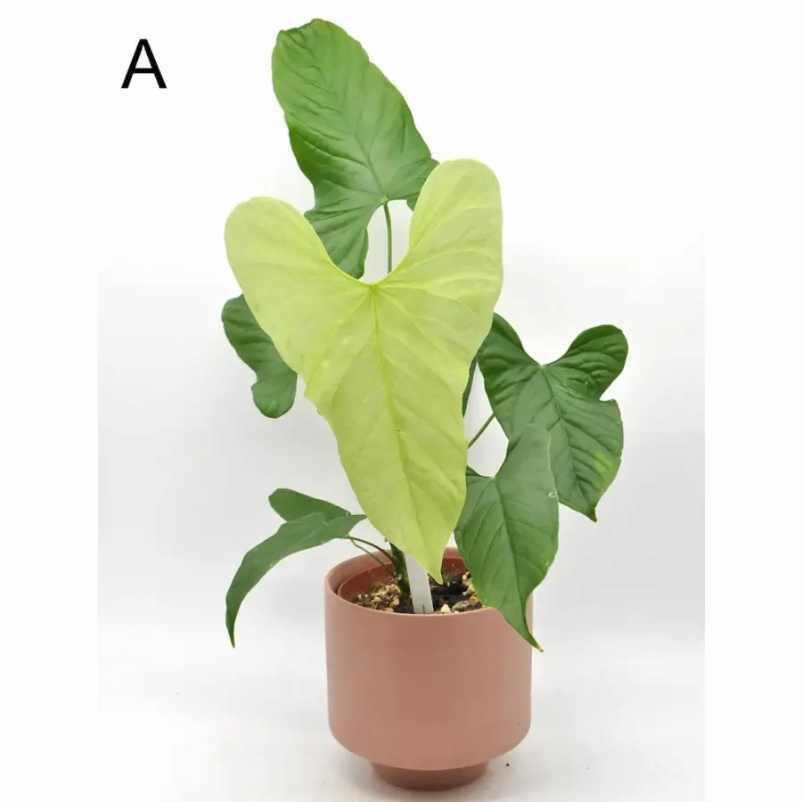 Anthurium balaoanum large flower pot  