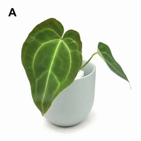 Anthurium Blue Velvet x Forgetii 'majestica' large flower pot  