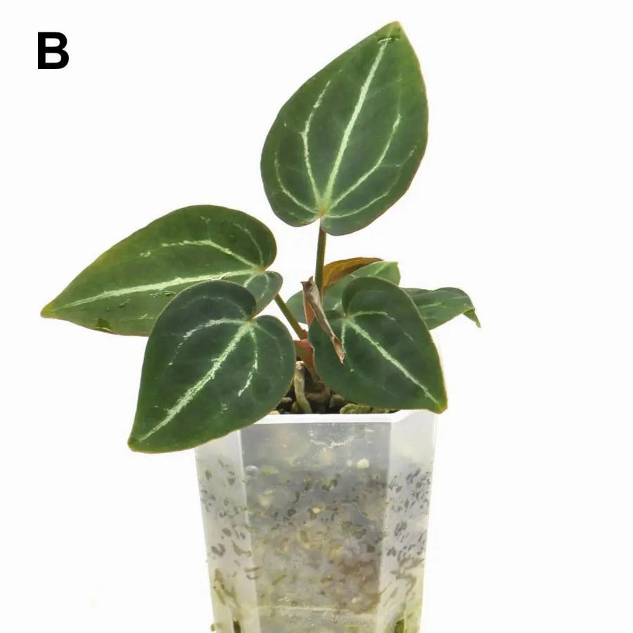 Anthurium Blue Velvet x Forgetii 'majestica'