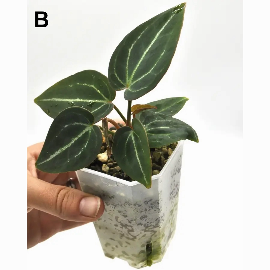 Anthurium Blue Velvet x Forgetii 'majestica'