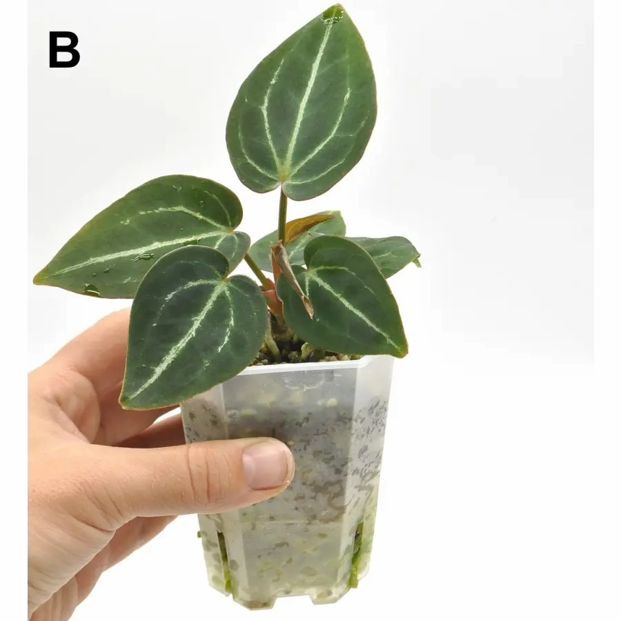 Anthurium Blue Velvet x Forgetii 'majestica'