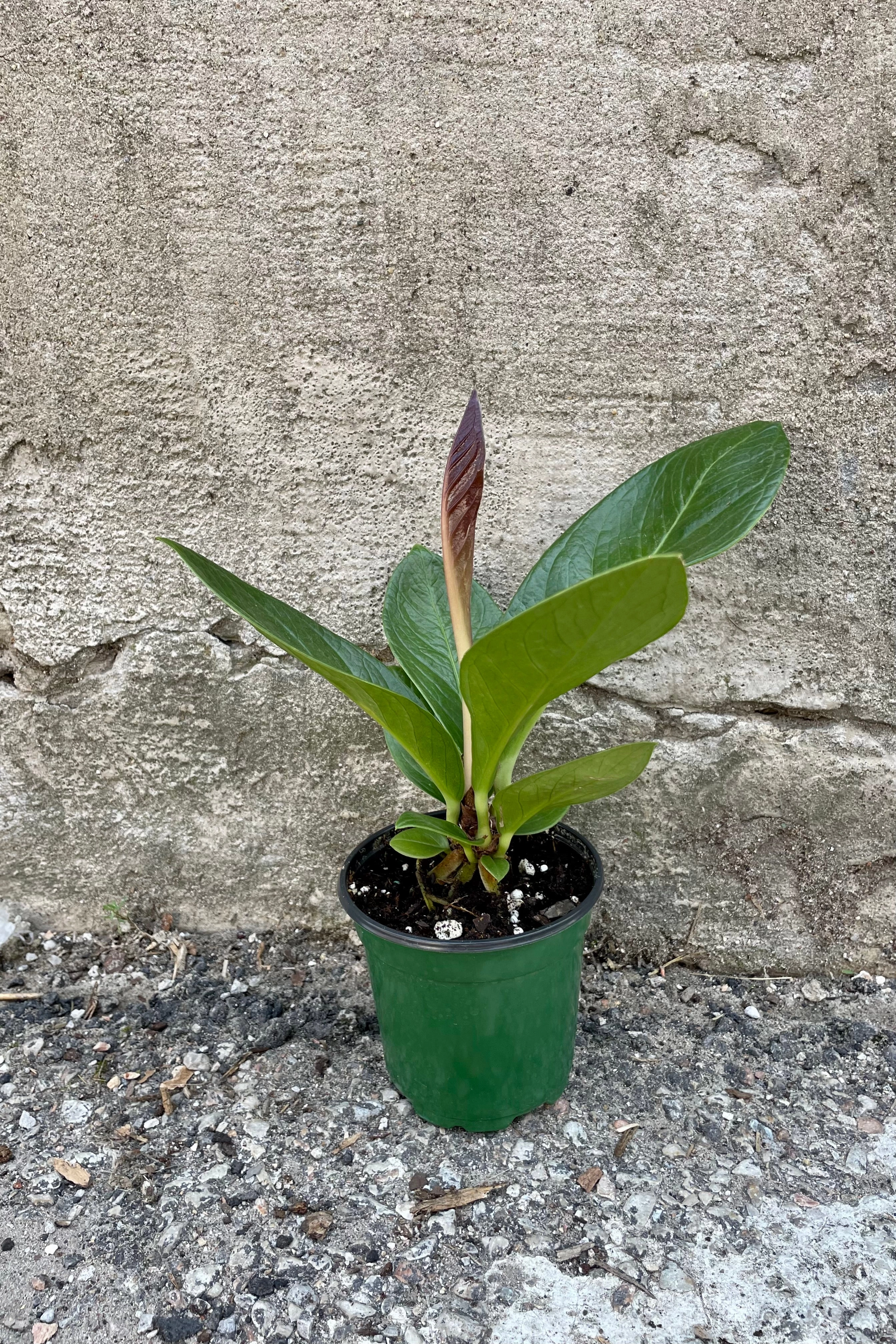 Anthurium bonplandii ssp. guayanum 'Cobra' 4"