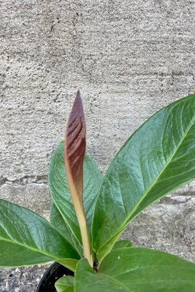 Anthurium bonplandii ssp. guayanum 'Cobra' 4" medium flower pot  