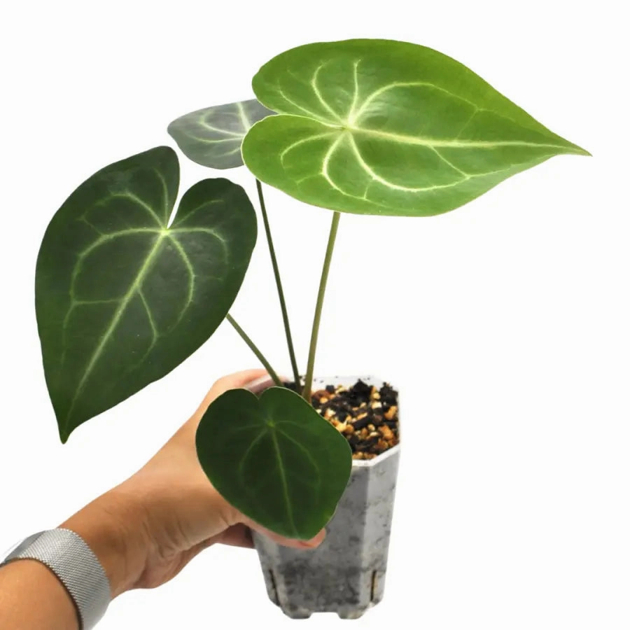 Anthurium Clarinervium