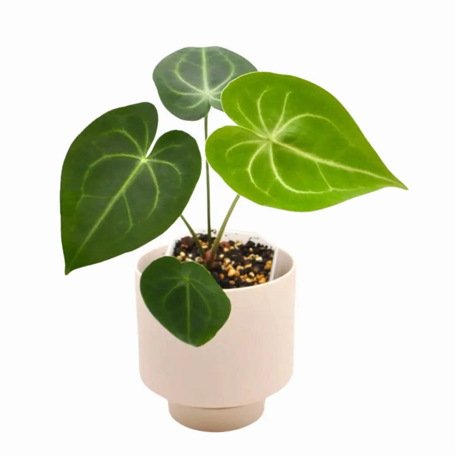 Anthurium Clarinervium large flower pot  