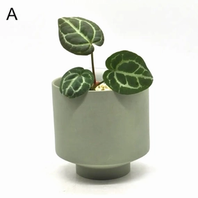Anthurium Crystallinum 'Cape Oasis' large flower pot  