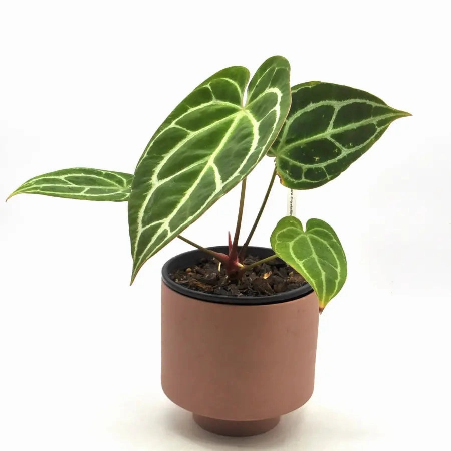 Anthurium Crystallinum (pure)