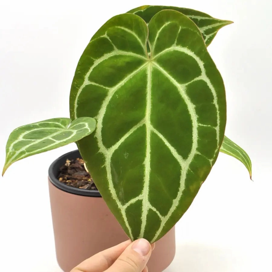Anthurium Crystallinum (pure)