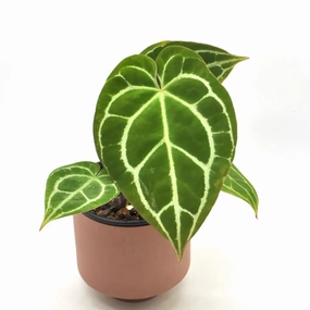 Anthurium Crystallinum (pure) large flower pot  