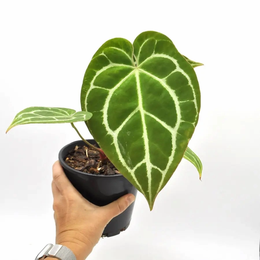 Anthurium Crystallinum (pure)