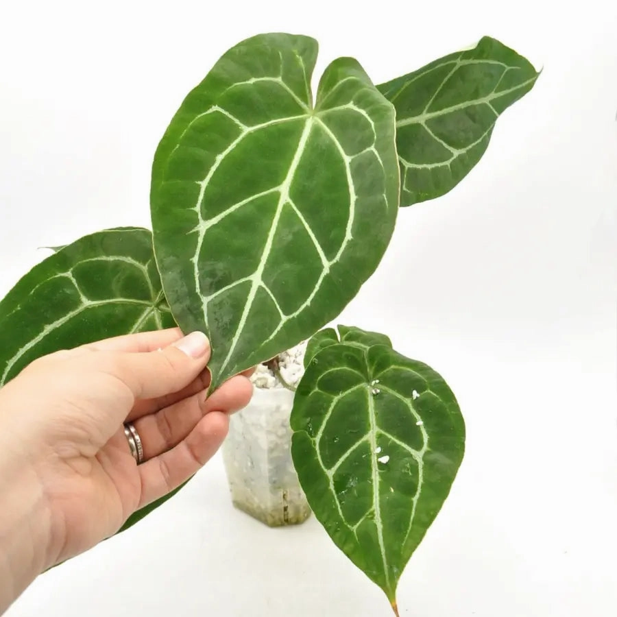 Anthurium Crystallinum x Forgetii