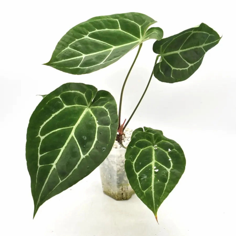 Anthurium Crystallinum x Forgetii